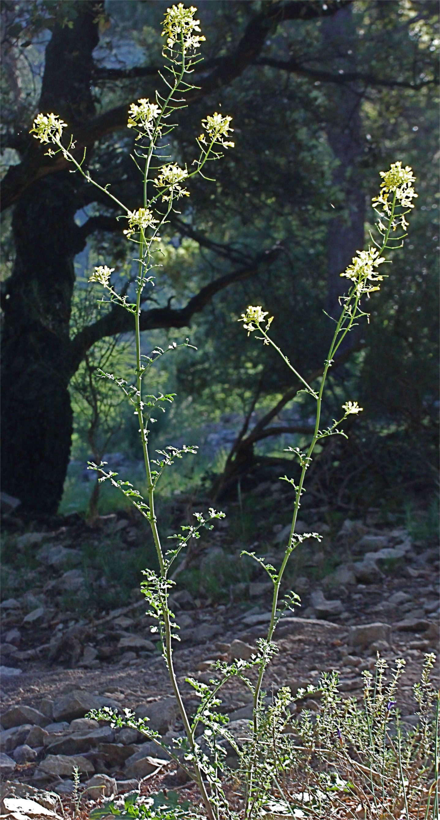 erucastrum nasturtiifolium