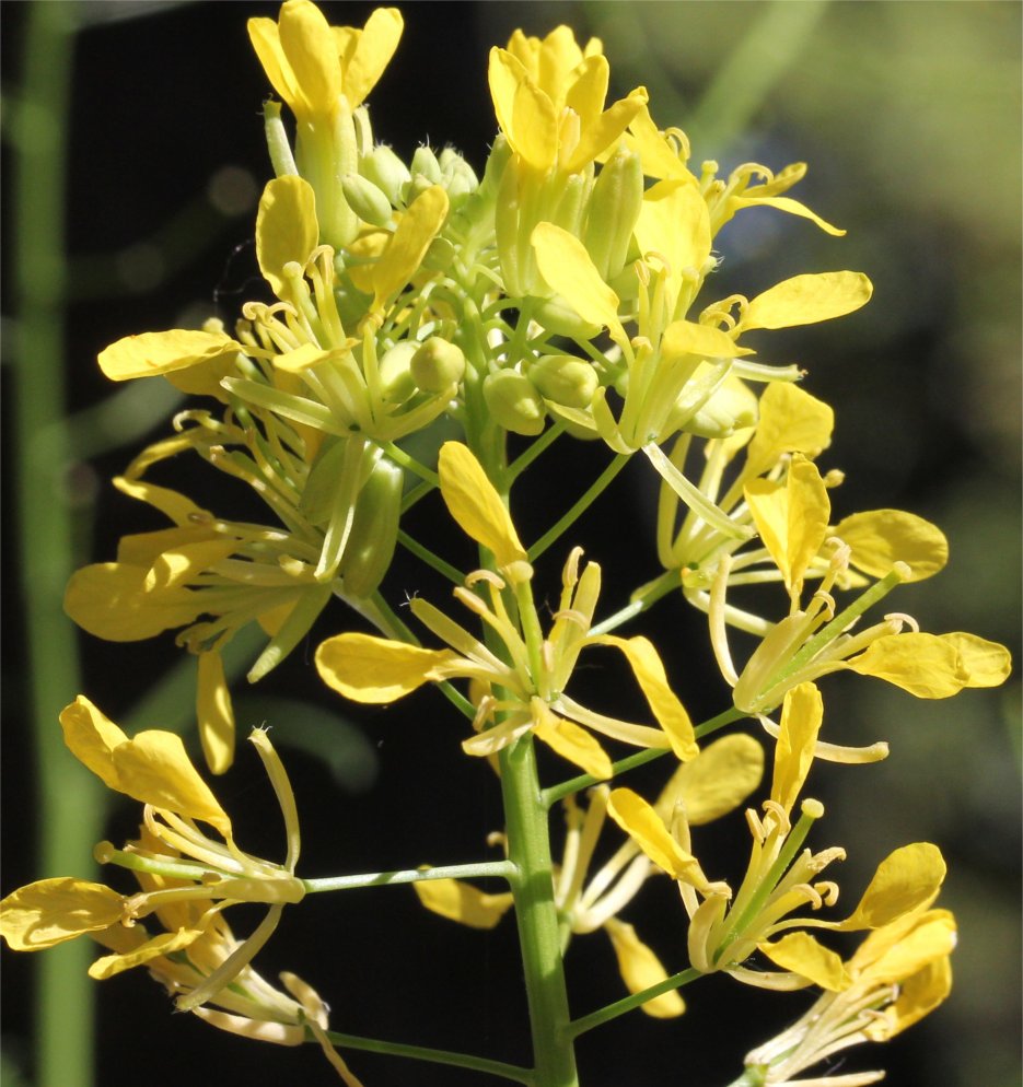 erucastrum nasturtiifolium