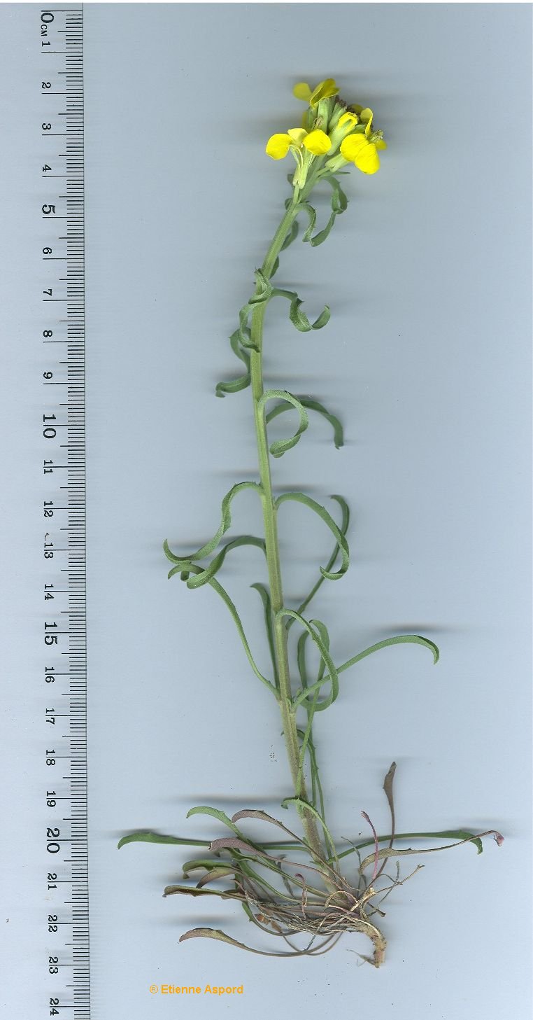 erysimum ruscinonense