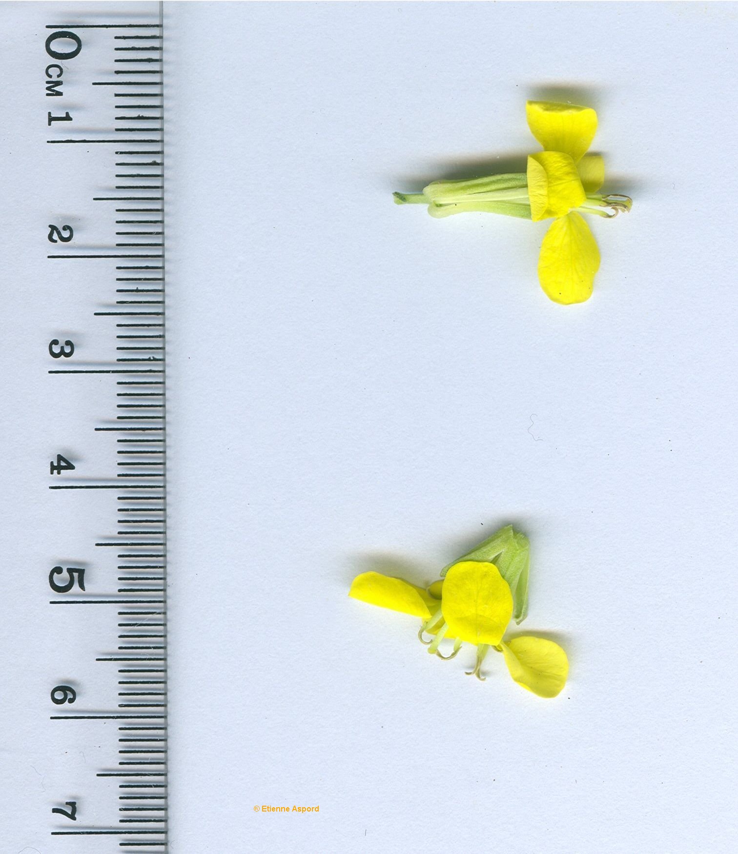 erysimum ruscinonense