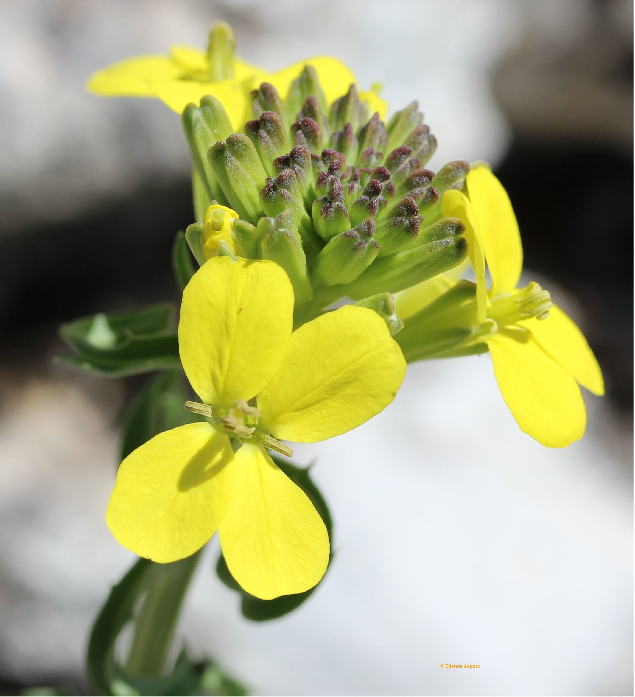 erysimum ruscinonense
