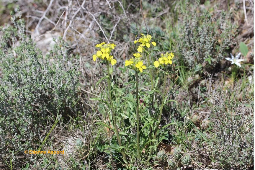 erysimum ruscinonense