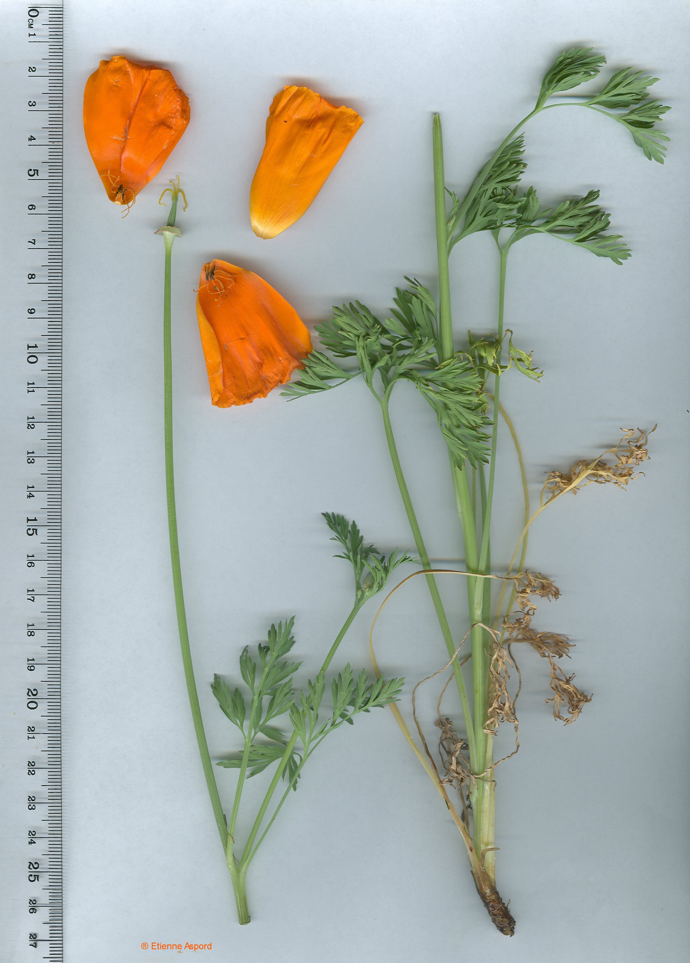 Eschscholzia californicaeschscholzia california 