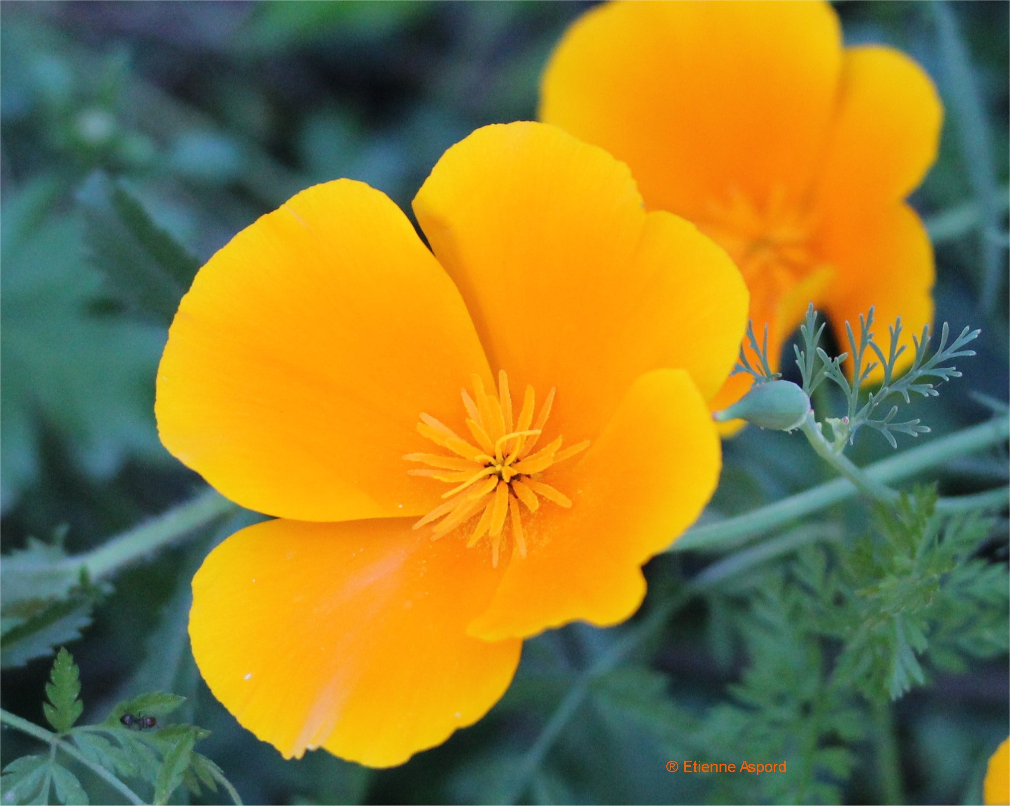 Eschscholzia californicaeschscholzia california 