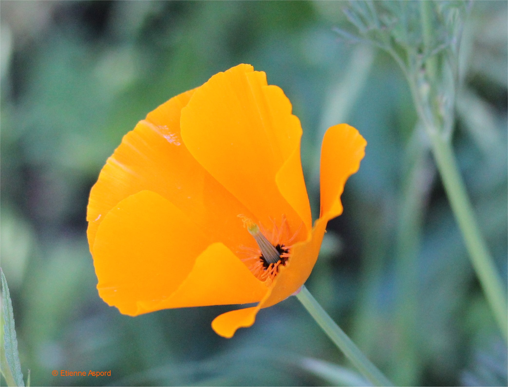 Eschscholzia californicaeschscholzia california 