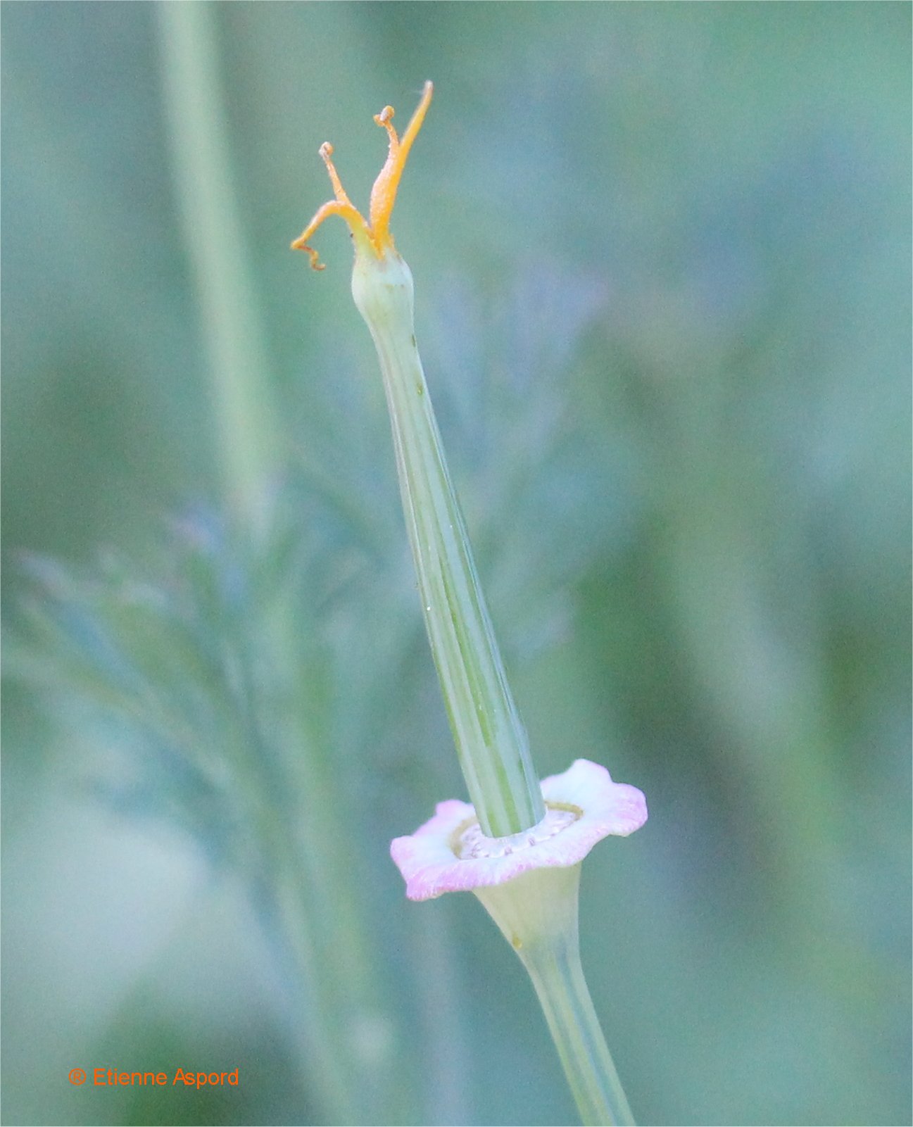 Eschscholzia californicaeschscholzia california 