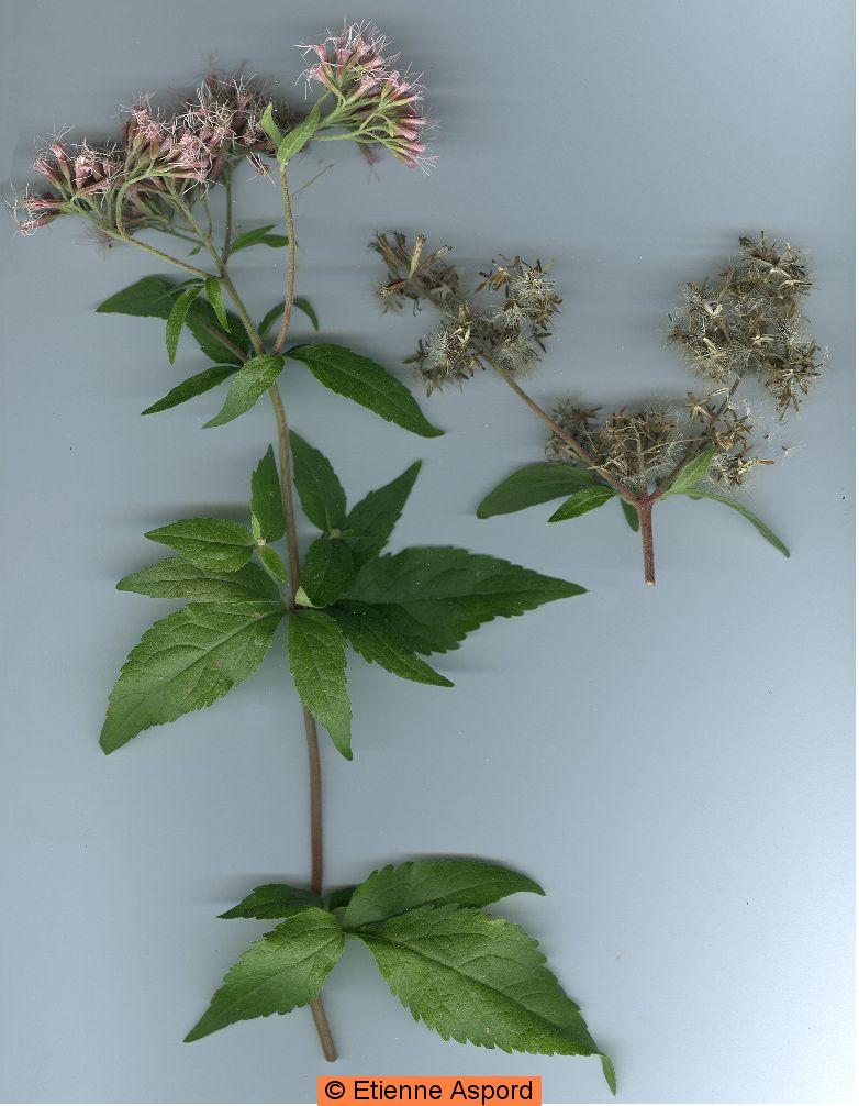 Eupatorium cannabinumeupatorium cannabinum