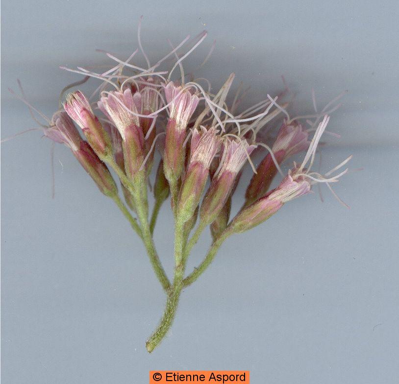 Eupatorium cannabinumeupatorium cannabinum