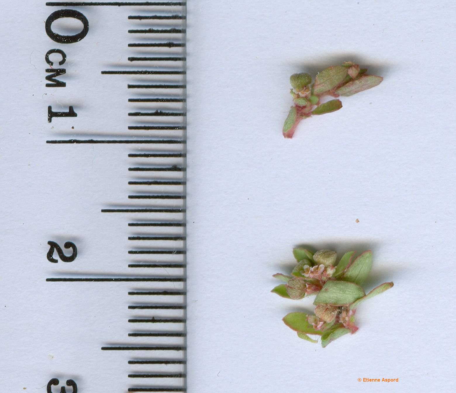 euphorbia maculata