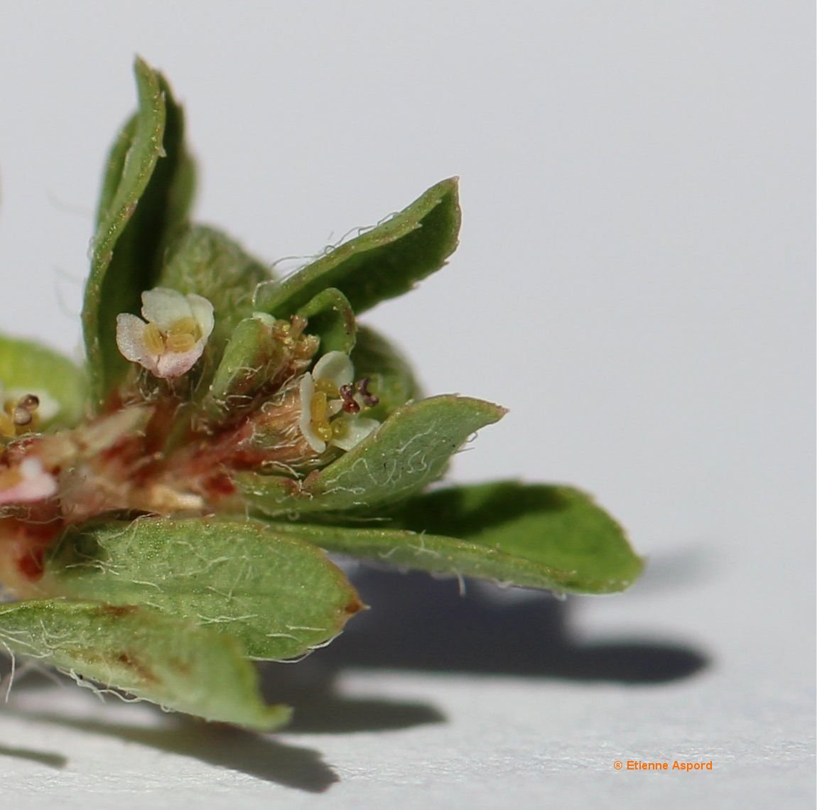 euphorbia maculata