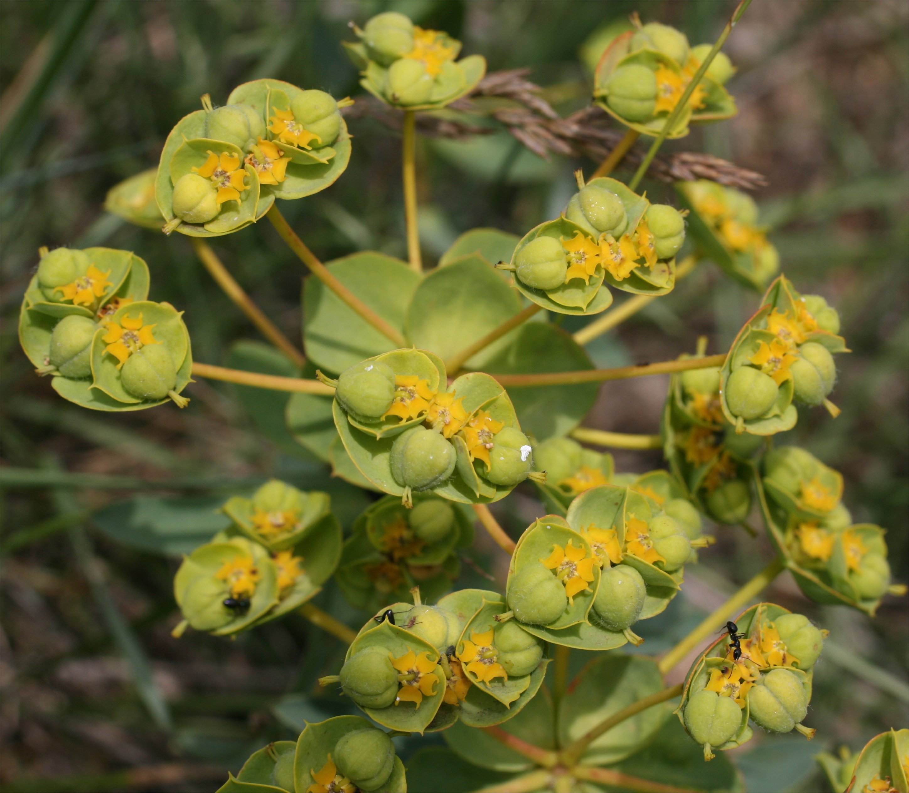 euphorbia nicaeensis