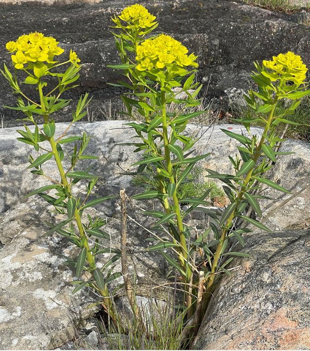 euphorbia palustris