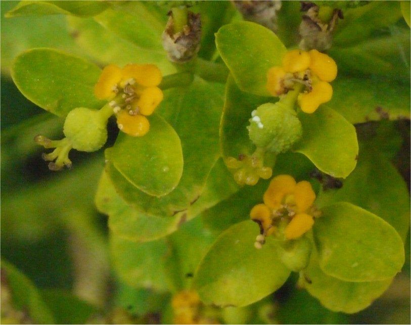 euphorbia palustris