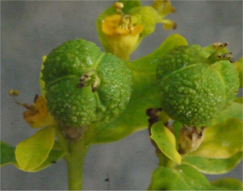 euphorbia palustris