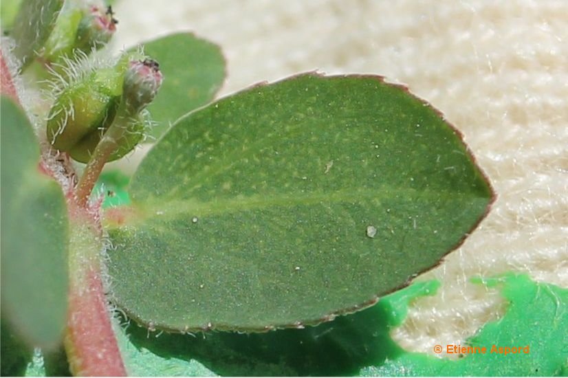 euphorbia prostrata