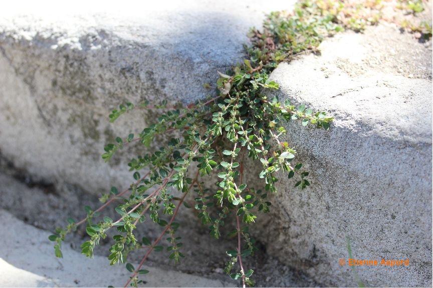 euphorbia prostrata