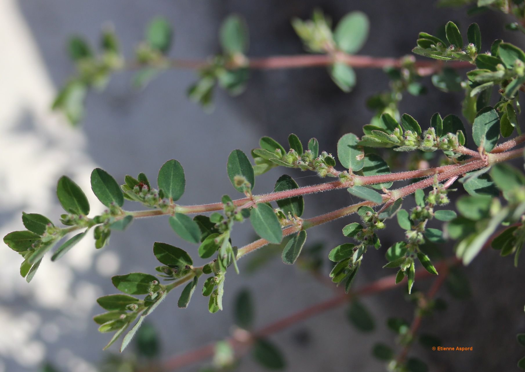 euphorbia prostrata