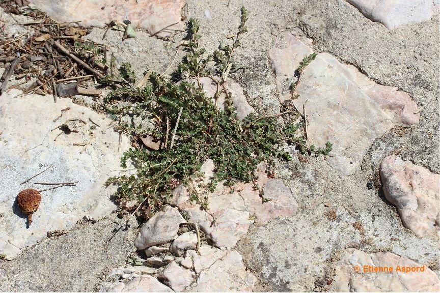 euphorbia prostrata