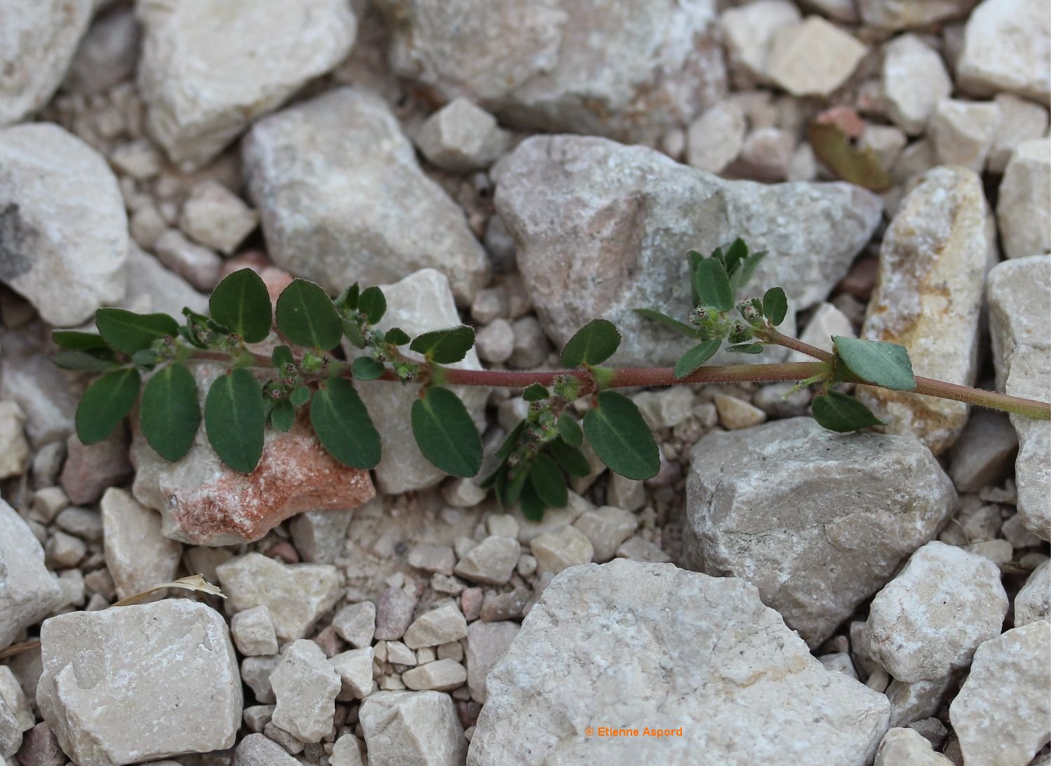 euphorbia prostrata