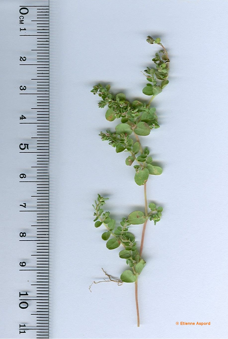 euphorbia serpens