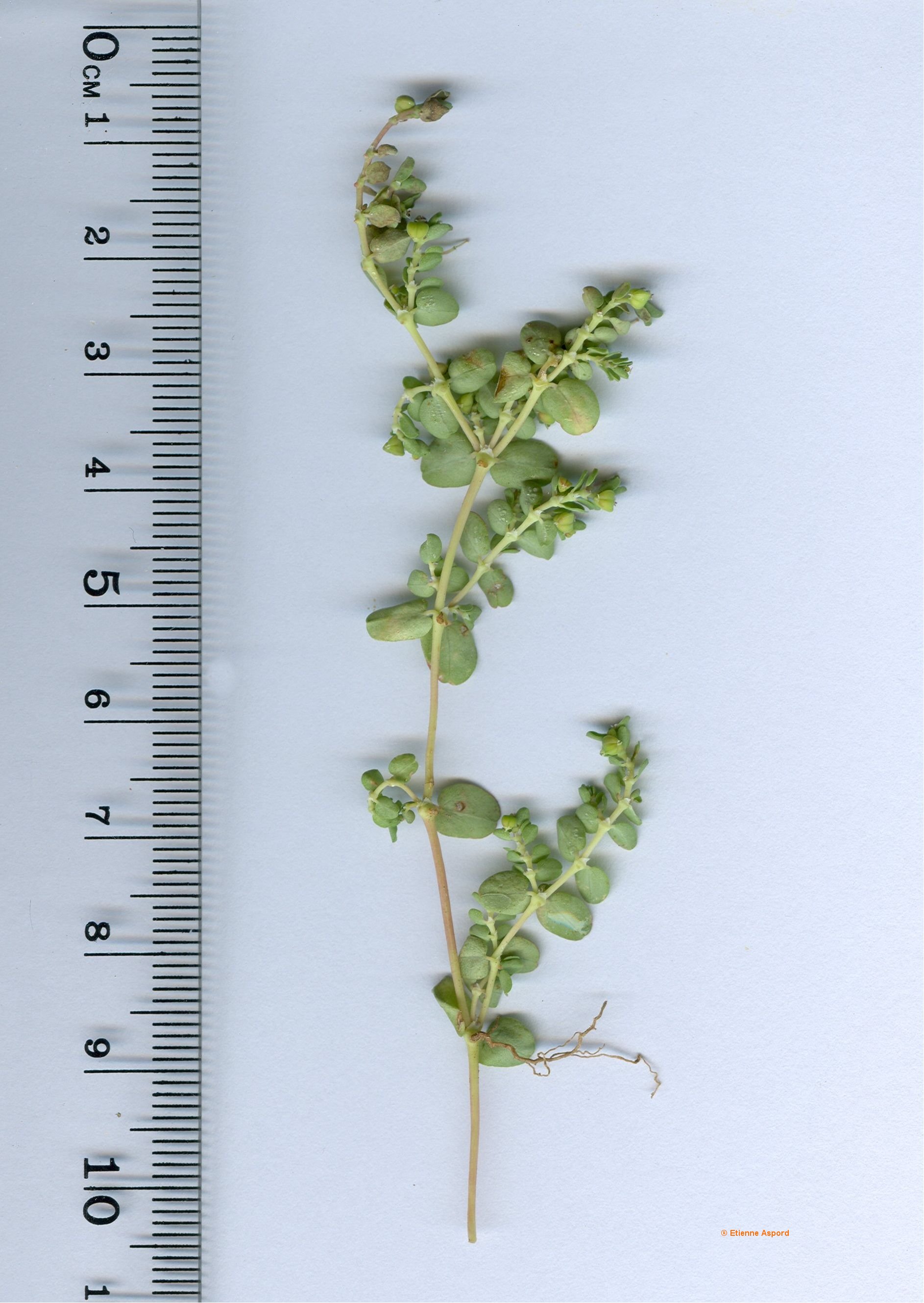 euphorbia serpens