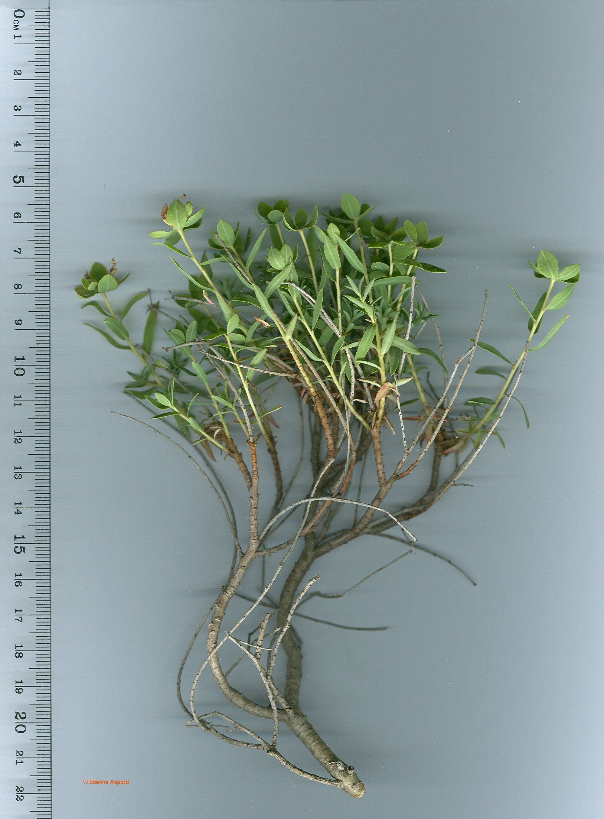 euphorbia spinosa