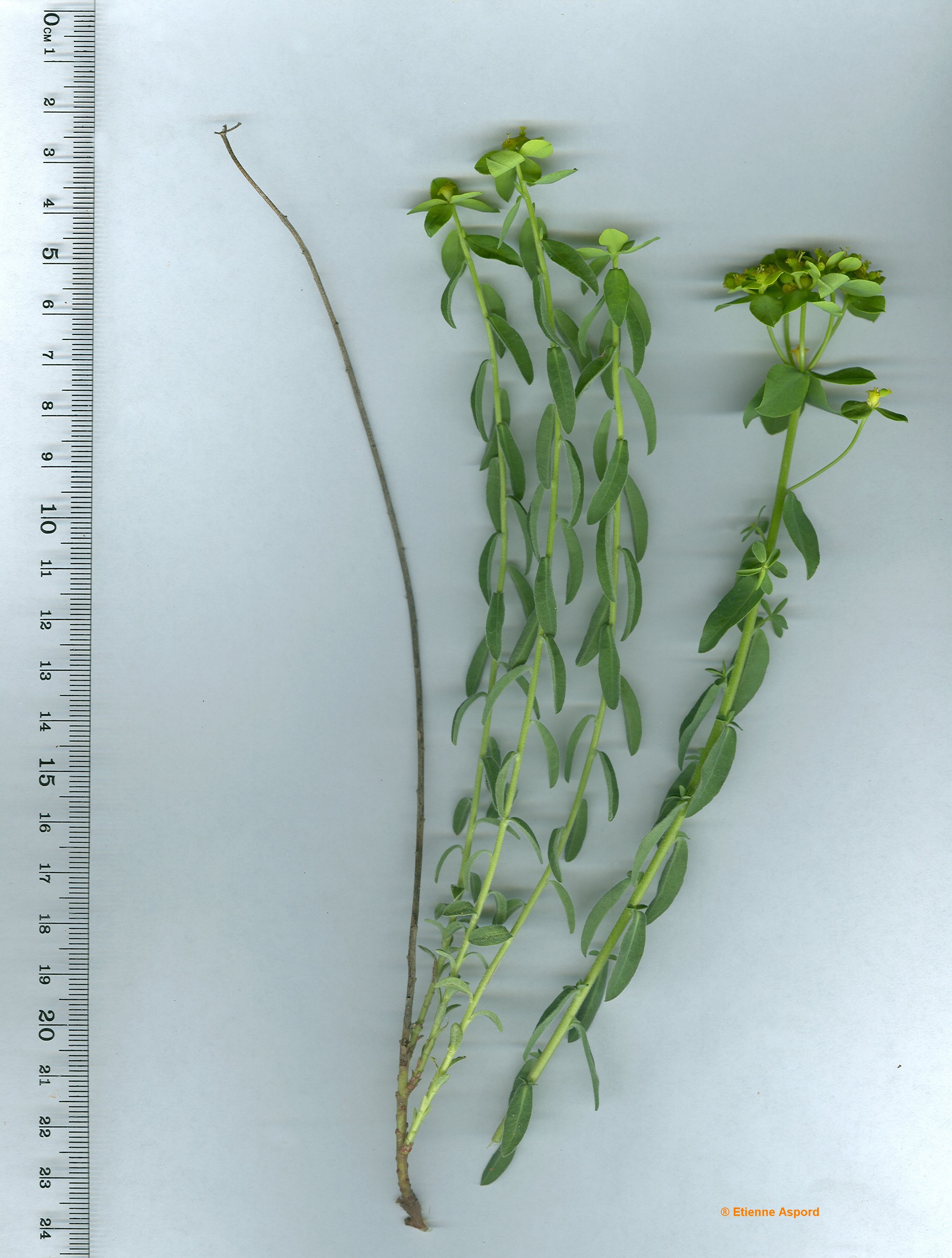euphorbia spinosa