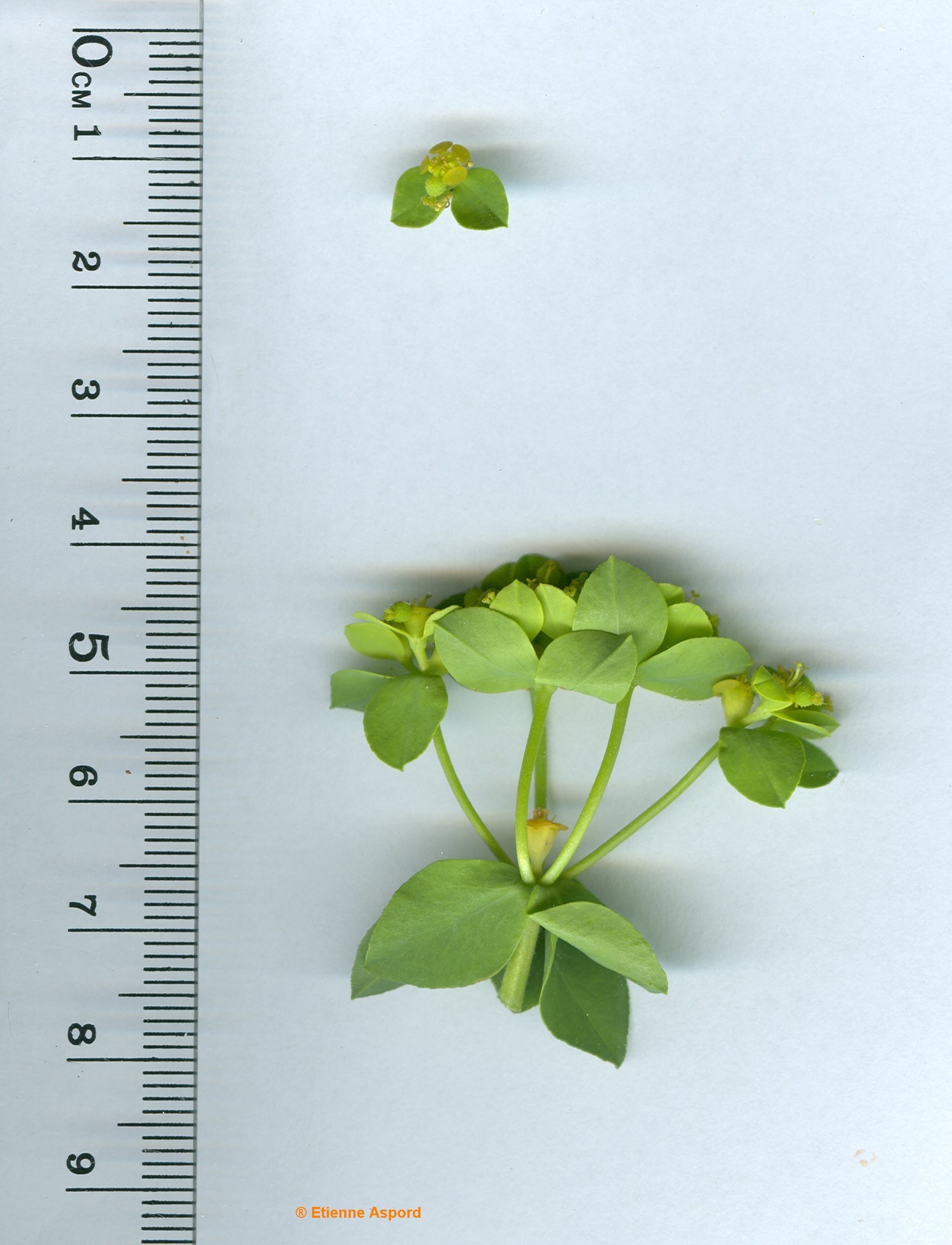 euphorbia spinosa