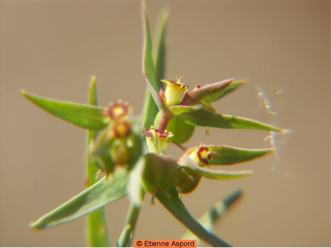 euphorbia sulcata