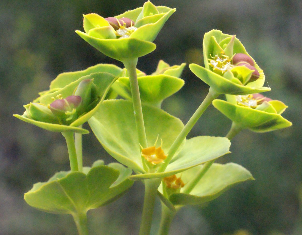 euphorbia terracina