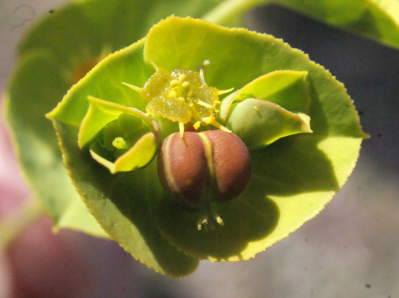 euphorbia terracina