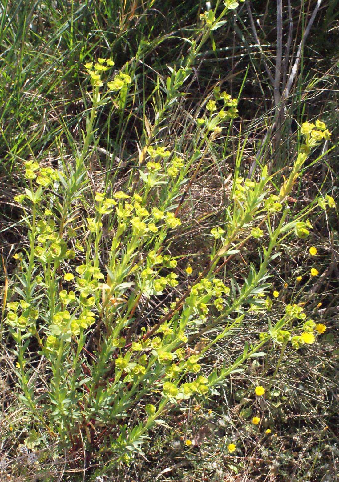 euphorbia terracina
