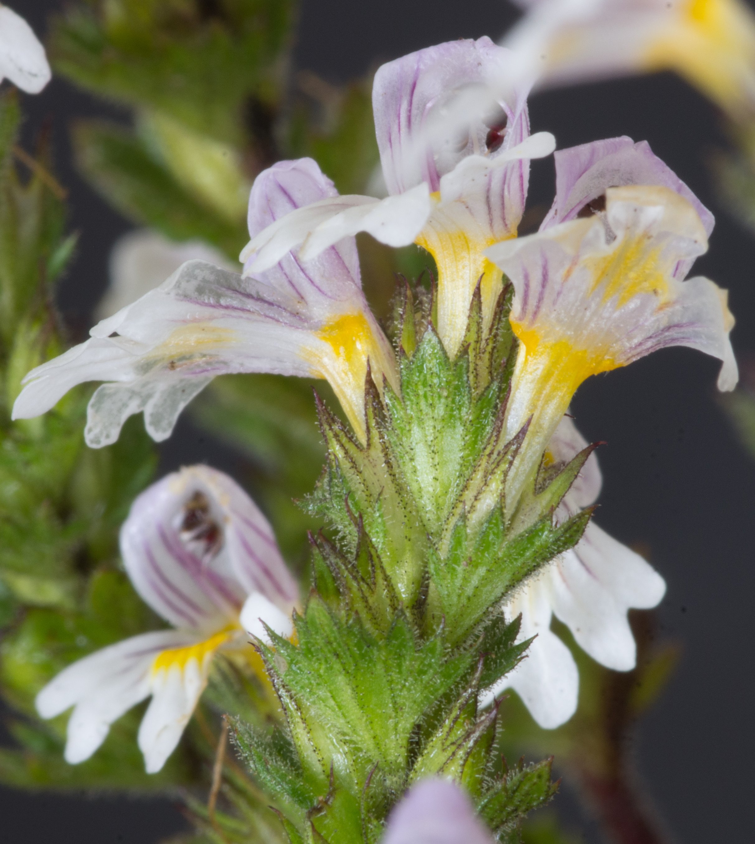 euphrasia officinalis