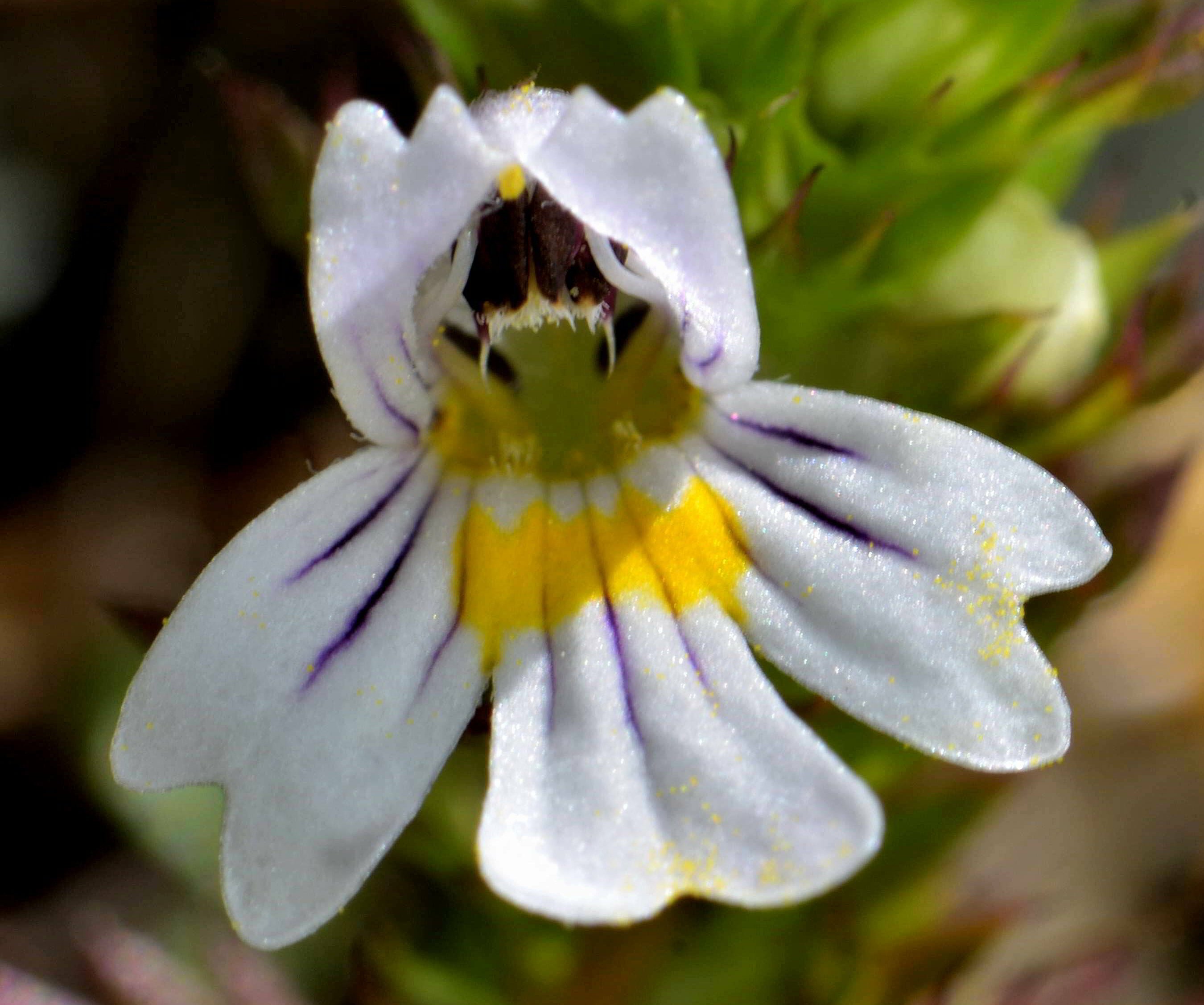 euphrasia officinalis