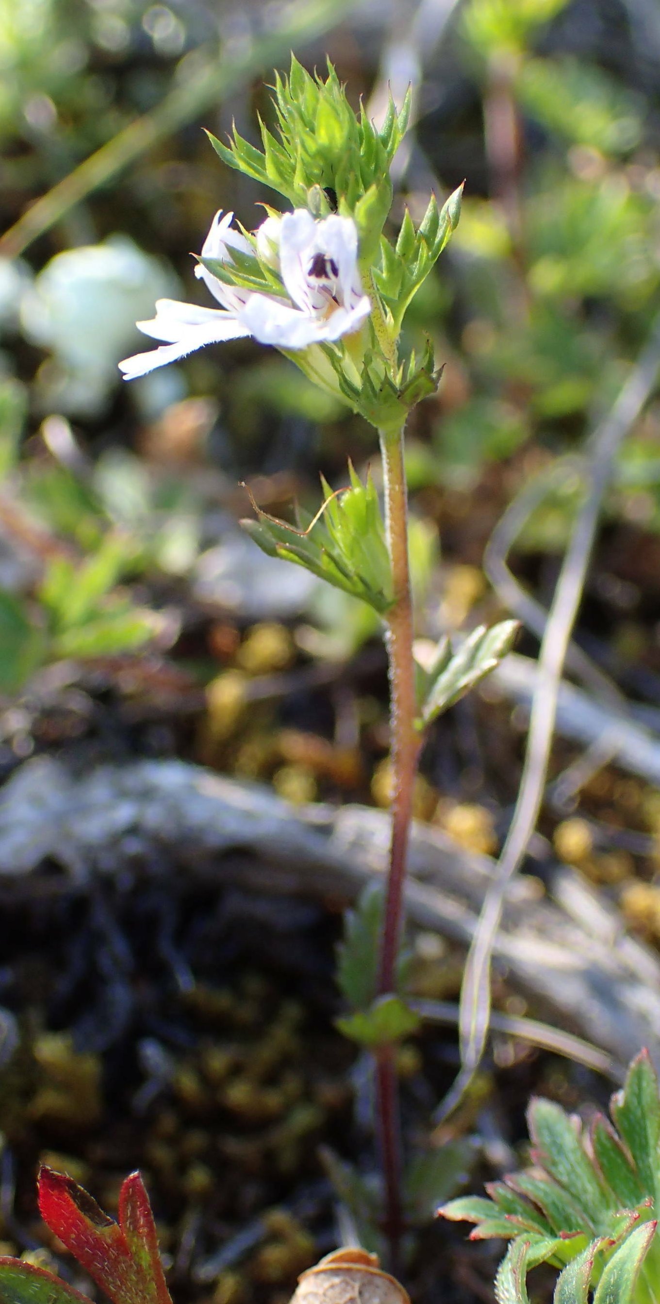 euphrasia pectinata