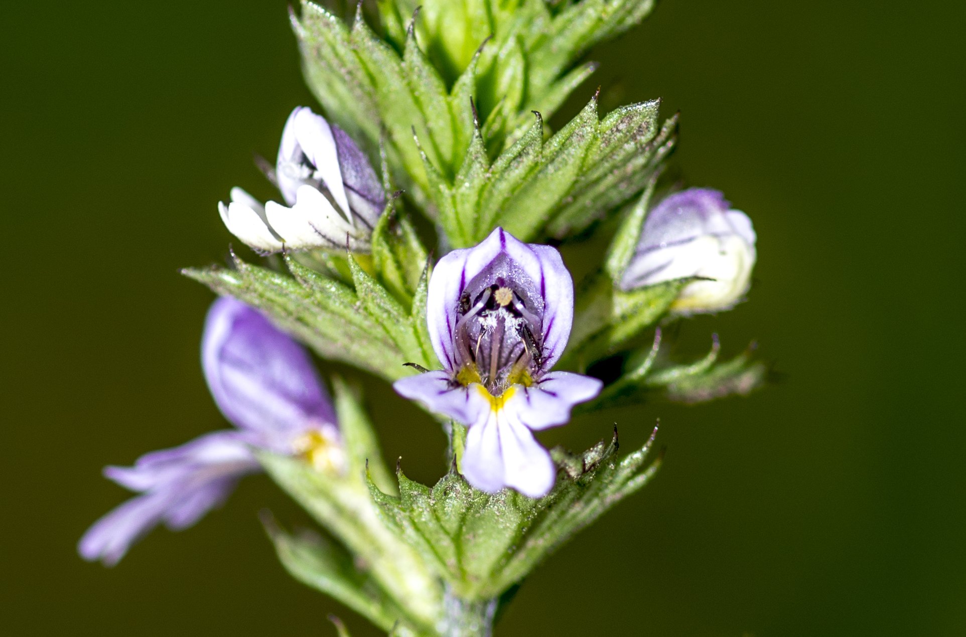 euphrasia stricta
