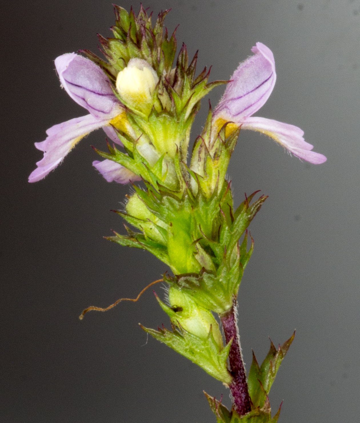 euphrasia stricta