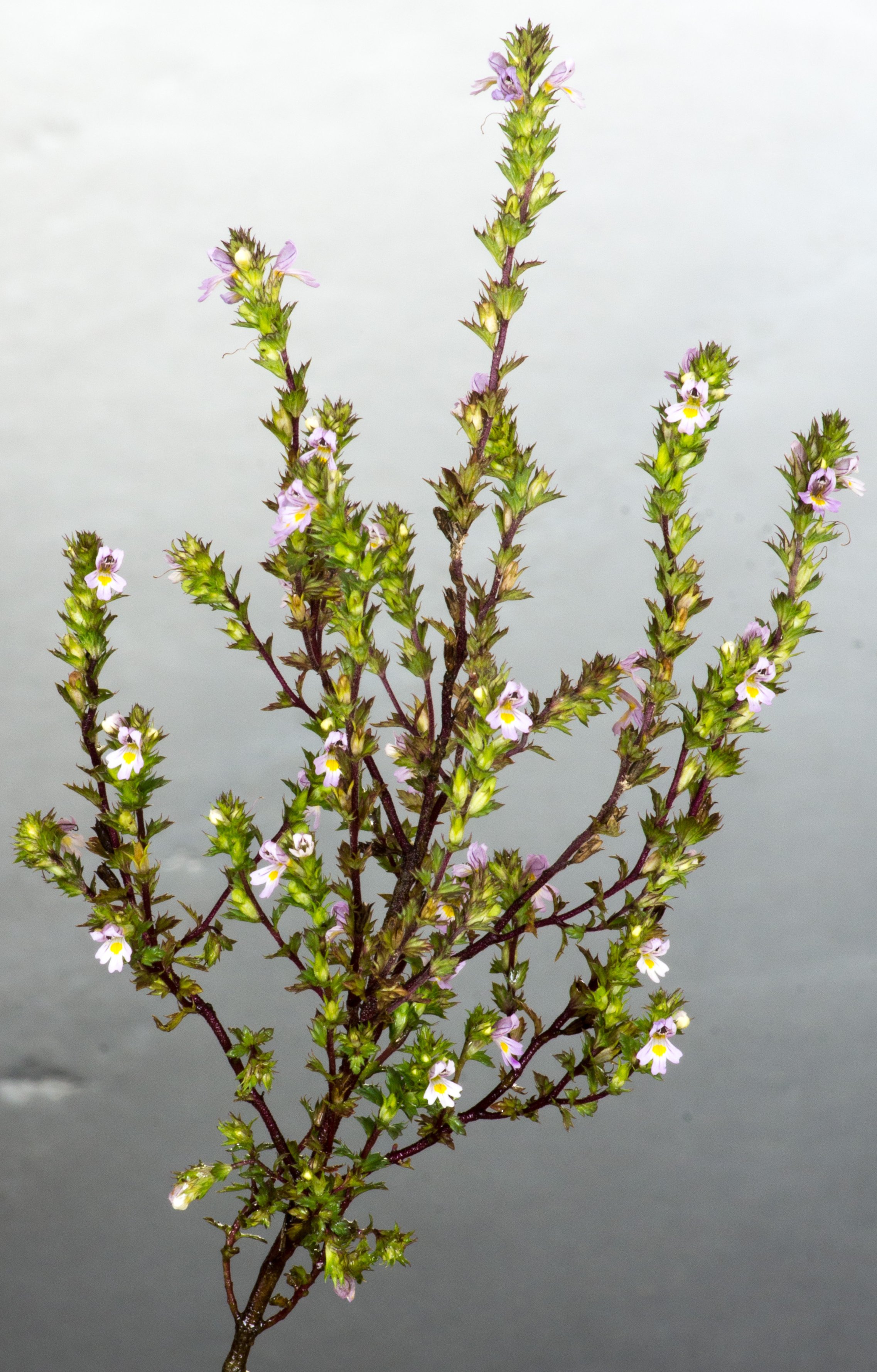 euphrasia stricta