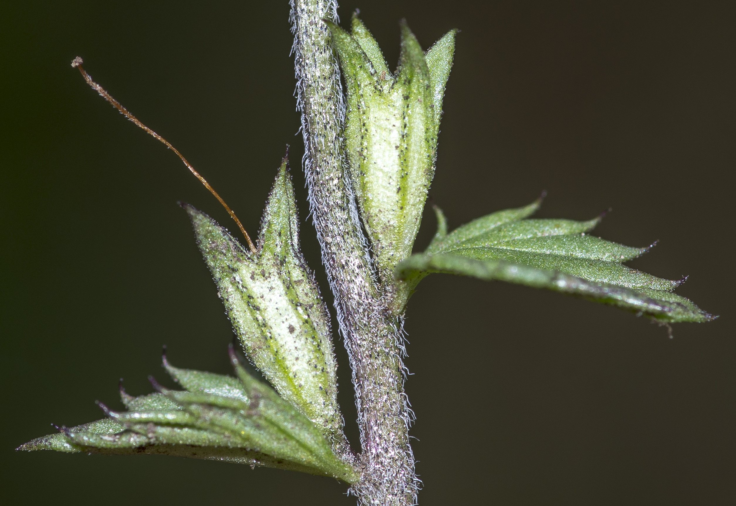 euphrasia stricta