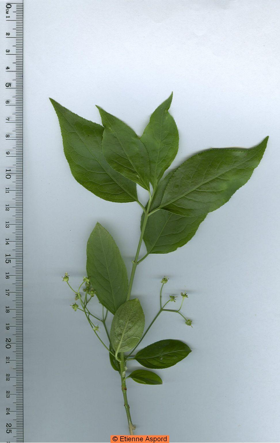 evonymus-europaeus