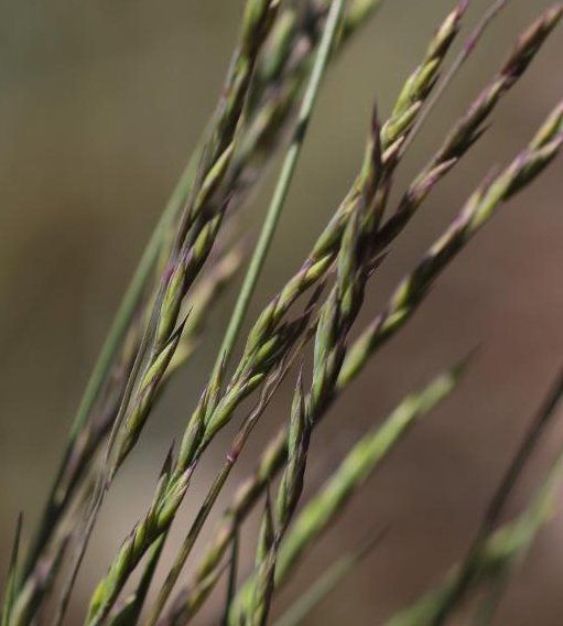 festuca auquieri