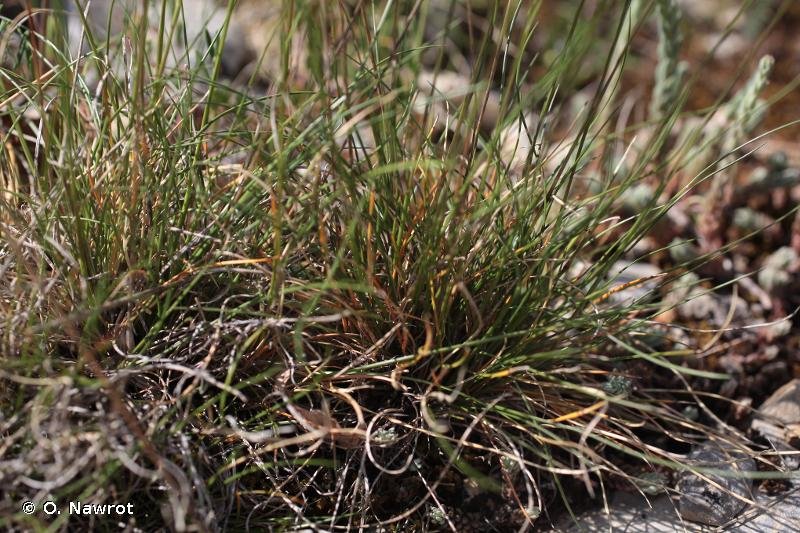 festuca auquieri