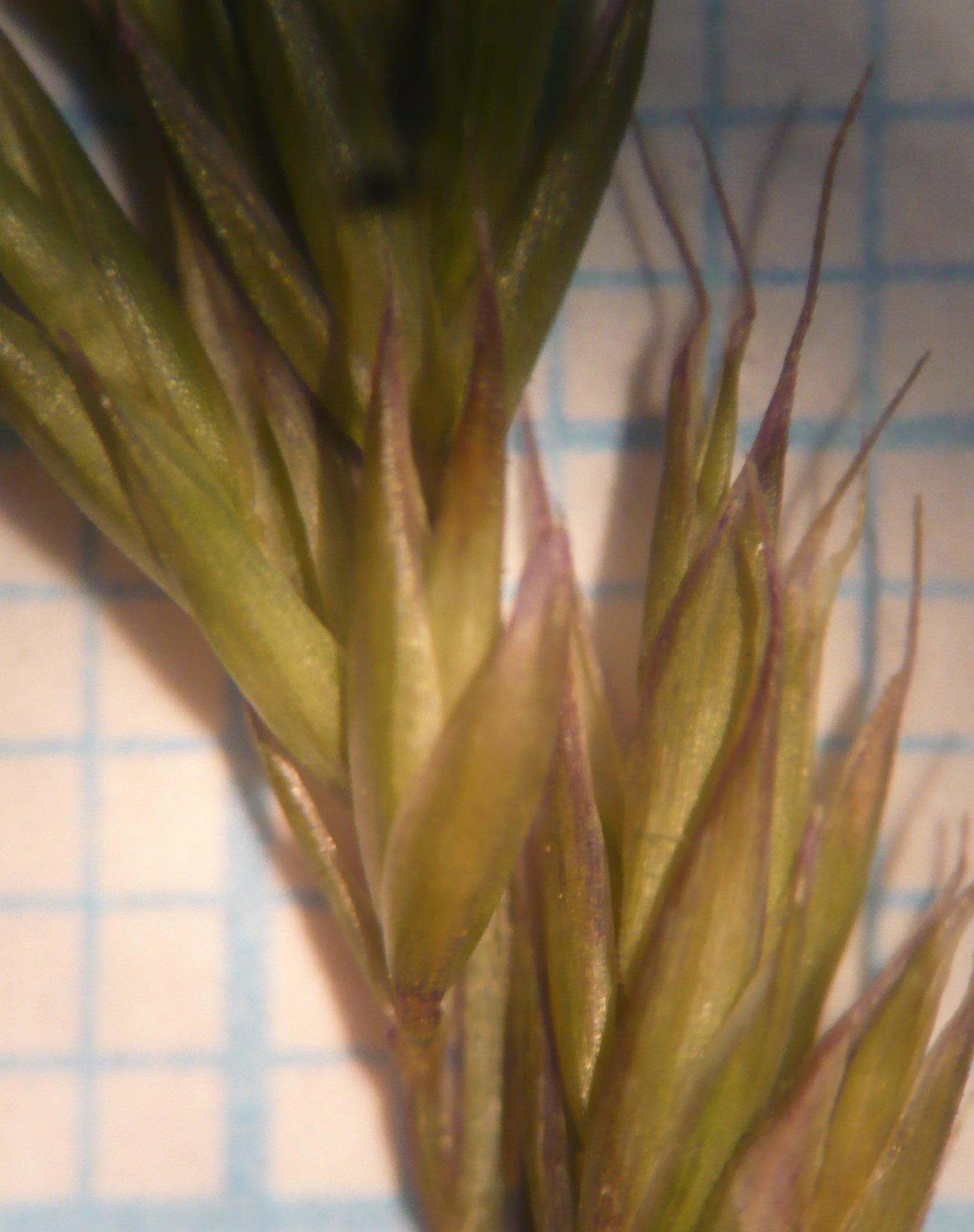 festuca auquieri