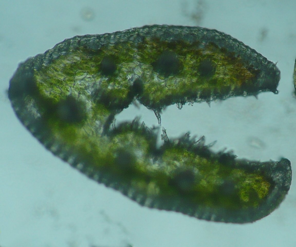 festuca auquieri