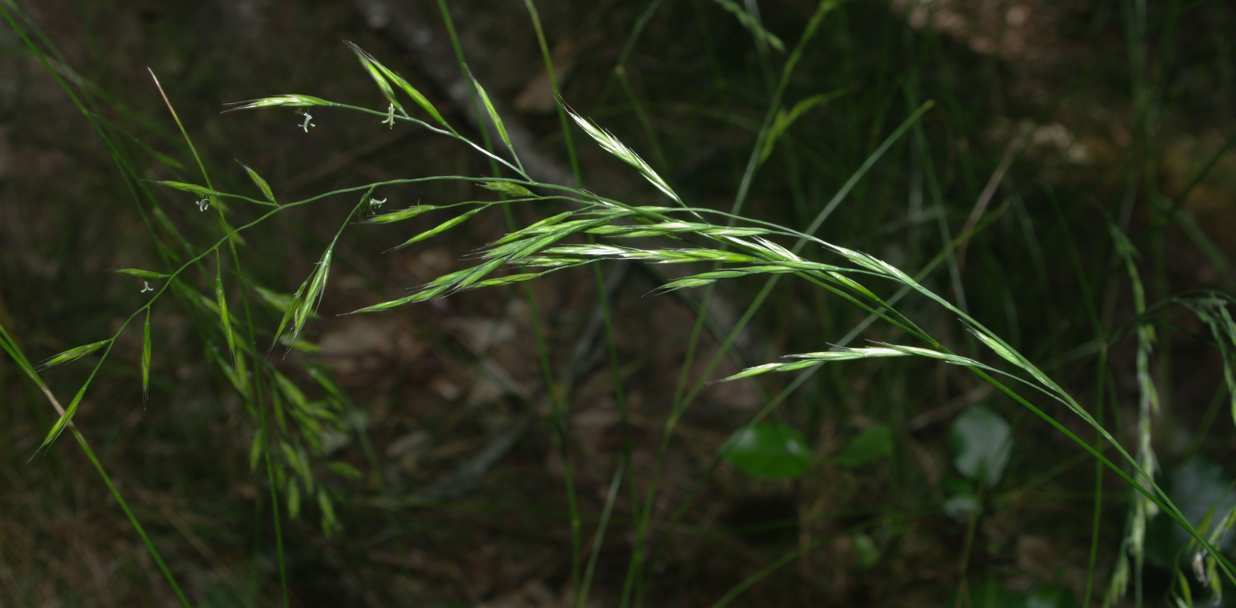festuca heterophylla