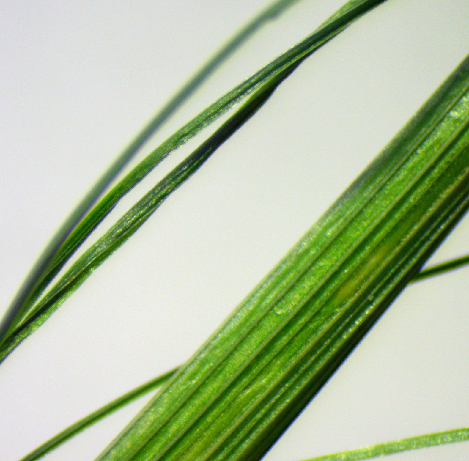 festuca heterophylla