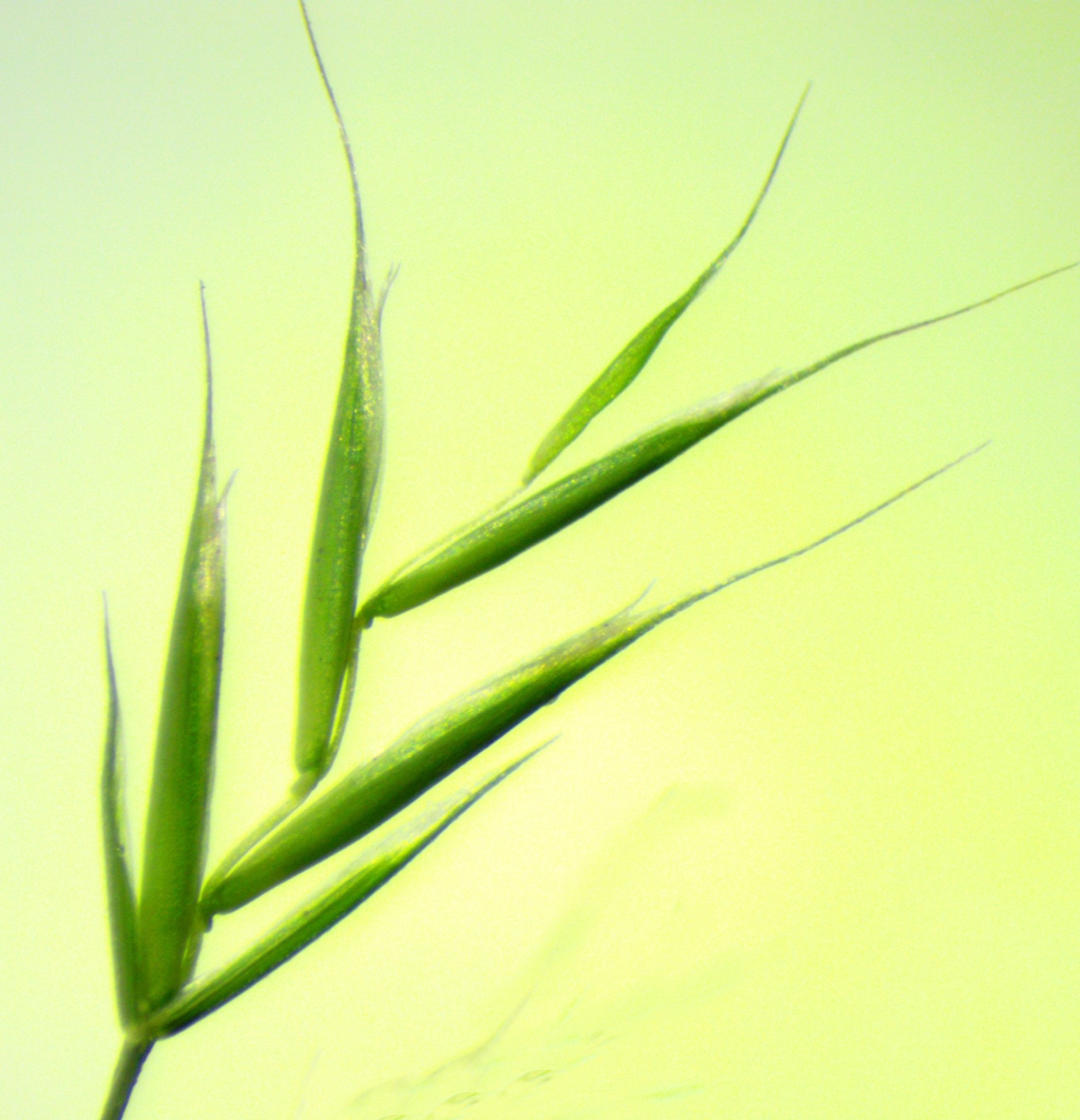 festuca heterophylla