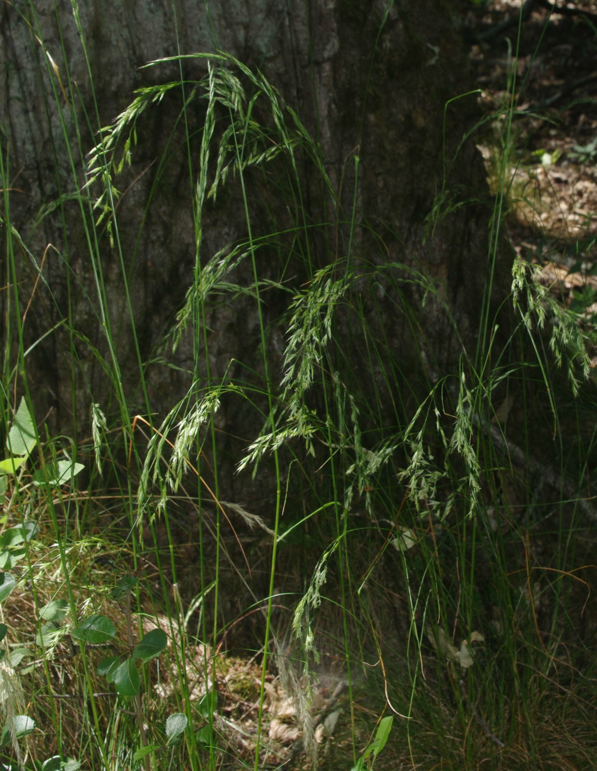 festuca heterophylla