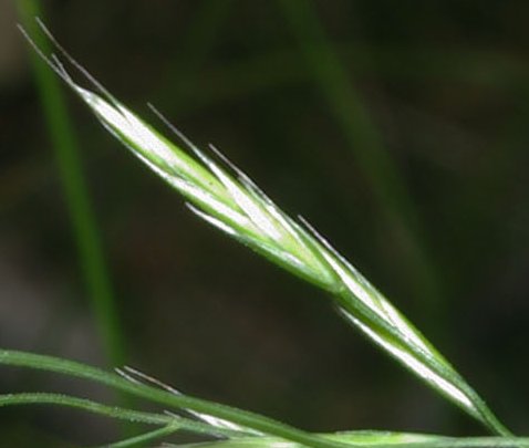 festuca heterophylla