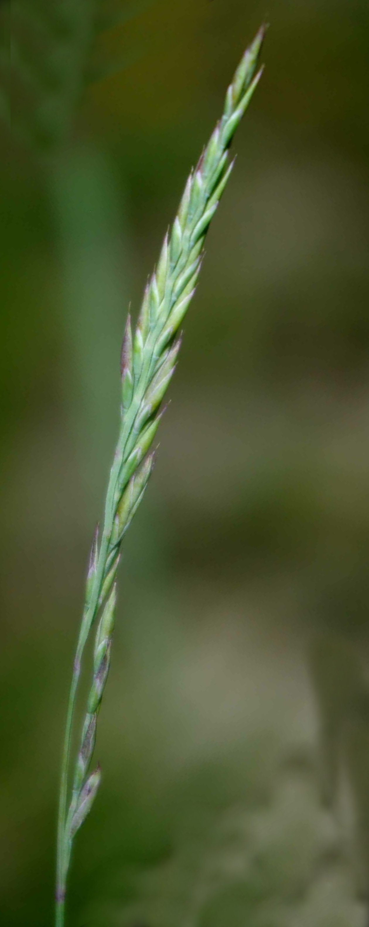 festuca marginata